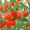 Сушенные ягоды годжи немецкой фасовки (250 гр.) - <ro>Изображение</ro><ru>Изображение</ru> #3, <ru>Объявление</ru> #776792