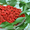 Сушенные ягоды годжи немецкой фасовки (250 гр.) - <ro>Изображение</ro><ru>Изображение</ru> #4, <ru>Объявление</ru> #776792