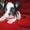 Продам элитных щенков французского бульдога - <ro>Изображение</ro><ru>Изображение</ru> #2, <ru>Объявление</ru> #810696