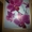 Картина Розовые орхидеи