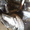 Разборка японских мопедов - <ro>Изображение</ro><ru>Изображение</ru> #3, <ru>Объявление</ru> #820870