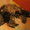 пролам по очень низкой цене (10 гр.) чудесных лечебных котят от мамы-ангорочки - <ro>Изображение</ro><ru>Изображение</ru> #1, <ru>Объявление</ru> #825613