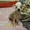 Китайская голая хохлатая собака! Красивые,  здоровые щенки! #837915