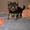 Продам щенка йоркширского терьера! - <ro>Изображение</ro><ru>Изображение</ru> #2, <ru>Объявление</ru> #847507