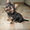 Продам щенка йоркширского терьера! - <ro>Изображение</ro><ru>Изображение</ru> #3, <ru>Объявление</ru> #847507