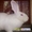 Продам кроликов! - <ro>Изображение</ro><ru>Изображение</ru> #2, <ru>Объявление</ru> #861132