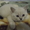 Котенок британской шиншиллы - <ro>Изображение</ro><ru>Изображение</ru> #2, <ru>Объявление</ru> #891592