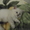 Котенок британской шиншиллы - <ro>Изображение</ro><ru>Изображение</ru> #1, <ru>Объявление</ru> #891592