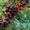 Саженцы ежевики сорт Торнфри(без шипов) американской селекции. - <ro>Изображение</ro><ru>Изображение</ru> #3, <ru>Объявление</ru> #884943