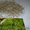 семена салата Одеский кучерявец - <ro>Изображение</ro><ru>Изображение</ru> #2, <ru>Объявление</ru> #873505