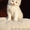 Продам недорого котят персидской кошки! #893000