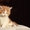 Продам недорого котят персидской кошки! - <ro>Изображение</ro><ru>Изображение</ru> #3, <ru>Объявление</ru> #893000