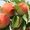 Продам оптом персики нового урожая 2013 года #907186