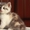 Продам недорого котят персидской кошки! - <ro>Изображение</ro><ru>Изображение</ru> #4, <ru>Объявление</ru> #893000
