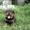 Ротвейлер щеночки - <ro>Изображение</ro><ru>Изображение</ru> #8, <ru>Объявление</ru> #918586
