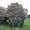 Продам сено в тюках 2013 г. в Одесской области #912516