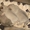 Продам щенка мопса, мальчик, бежевый, с документами УКФ - <ro>Изображение</ro><ru>Изображение</ru> #2, <ru>Объявление</ru> #948166