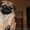 Продам щенка мопса, мальчик, бежевый, с документами УКФ - <ro>Изображение</ro><ru>Изображение</ru> #1, <ru>Объявление</ru> #948166