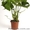 Зелёные растения по самым низким ценам - <ro>Изображение</ro><ru>Изображение</ru> #5, <ru>Объявление</ru> #939063