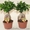 Зелёные растения по самым низким ценам - <ro>Изображение</ro><ru>Изображение</ru> #4, <ru>Объявление</ru> #939063