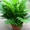 Зелёные растения по самым низким ценам - <ro>Изображение</ro><ru>Изображение</ru> #3, <ru>Объявление</ru> #939063