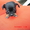 Щенки чихуахуа черные и рыжие - <ro>Изображение</ro><ru>Изображение</ru> #5, <ru>Объявление</ru> #962851