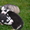 Чистокровные щенки Хаски (Husky) из питомника Golden Team - <ro>Изображение</ro><ru>Изображение</ru> #2, <ru>Объявление</ru> #1001193
