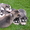 Чистокровные щенки Хаски (Husky) из питомника Golden Team - <ro>Изображение</ro><ru>Изображение</ru> #6, <ru>Объявление</ru> #1001193