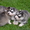 Чистокровные щенки Хаски (Husky) из питомника Golden Team - <ro>Изображение</ro><ru>Изображение</ru> #7, <ru>Объявление</ru> #1001193