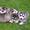 Чистокровные щенки Хаски (Husky) из питомника Golden Team - <ro>Изображение</ro><ru>Изображение</ru> #4, <ru>Объявление</ru> #1001193