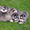 Чистокровные щенки Хаски (Husky) из питомника Golden Team - <ro>Изображение</ro><ru>Изображение</ru> #5, <ru>Объявление</ru> #1001193
