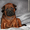 Тайский риджбек, красные щенки - <ro>Изображение</ro><ru>Изображение</ru> #1, <ru>Объявление</ru> #1001614