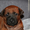 Тайский риджбек, красные щенки - <ro>Изображение</ro><ru>Изображение</ru> #2, <ru>Объявление</ru> #1001614