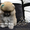 Щеночки карликового померанского шпица эксклюзивно высокого качества VIP-Classa - <ro>Изображение</ro><ru>Изображение</ru> #4, <ru>Объявление</ru> #1004209
