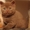 Британский котенок,  редкого окраса циннамон! #1029729