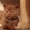 Британский котенок, редкого окраса циннамон! - <ro>Изображение</ro><ru>Изображение</ru> #2, <ru>Объявление</ru> #1029729