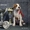 Выставочные щенки Американского Стаффордширского Терьера. - <ro>Изображение</ro><ru>Изображение</ru> #4, <ru>Объявление</ru> #198421