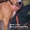 Высокопородные щенки американского стафф терьера  - <ro>Изображение</ro><ru>Изображение</ru> #2, <ru>Объявление</ru> #1070997