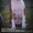 Высокопородные щенки американского стафф терьера  - <ro>Изображение</ro><ru>Изображение</ru> #3, <ru>Объявление</ru> #1070997