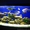 Обслуживание пресноводных аквариумов - <ro>Изображение</ro><ru>Изображение</ru> #2, <ru>Объявление</ru> #1069224