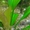 Растения аквариумные. Эхинодорус. Нимфея. Амбулия. Людвигия. Апоногетон. Ротала. #1080639