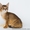 Продаются котята породы Чаузи - <ro>Изображение</ro><ru>Изображение</ru> #2, <ru>Объявление</ru> #1088084