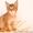 Продаются котята Чаузи ф1  - <ro>Изображение</ro><ru>Изображение</ru> #1, <ru>Объявление</ru> #1093903