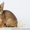 Продаются котята породы Чаузи - <ro>Изображение</ro><ru>Изображение</ru> #3, <ru>Объявление</ru> #1088084