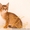 Продаются котята Чаузи ф1  - <ro>Изображение</ro><ru>Изображение</ru> #2, <ru>Объявление</ru> #1093903