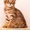 Продаются котята от Саванны и Камышового кота - <ro>Изображение</ro><ru>Изображение</ru> #1, <ru>Объявление</ru> #1093905