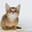 Продаются котята породы Чаузи - <ro>Изображение</ro><ru>Изображение</ru> #1, <ru>Объявление</ru> #1088084
