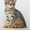 Продаются котята Чаузи - <ro>Изображение</ro><ru>Изображение</ru> #1, <ru>Объявление</ru> #1088088