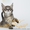 Котята породы Чаузи - <ro>Изображение</ro><ru>Изображение</ru> #1, <ru>Объявление</ru> #1088090