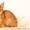 Продаются котята Чаузи ф1  - <ro>Изображение</ro><ru>Изображение</ru> #4, <ru>Объявление</ru> #1093903